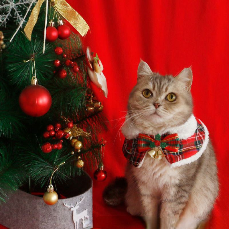 Winter Clothing For Dogs - Gato capa de natal animal de